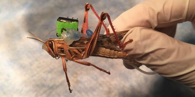 Scientists put sensors on the insects to monitor neural activity and decode the odors presents in the environment. (Baranidharan Raman)