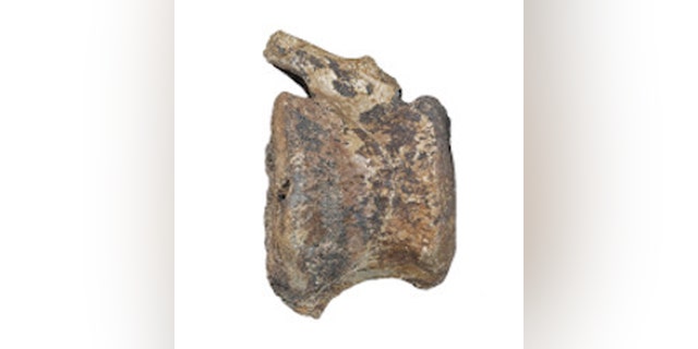 Photograph of the larger hadrosaur vertebra in lateral view. The space that contained the overgrowth opens to the caudal surface of the vertebra. (Credit: Assaf Ehrenreich, Sackler Faculty of Medicine, Tel Aviv University)
