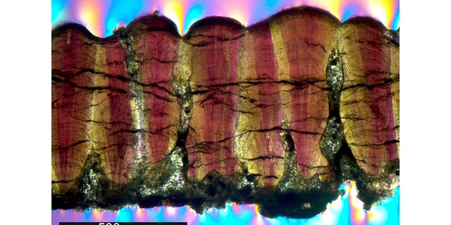 A dinosaur eggshell fossil in cross-section under a microscope using cross-polarizing light. Notice the clusters of biomineralized calcite crystals radiating out from central nodes, along the interior margin of the shell at the bottom of the image. This, and the bumpy surface of the exterior margin (top of image) is usually indicative of titanosaur, sauropod dinosaurs. (Credit: Robin Dawson)