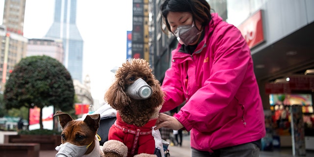 A woman pushes a stroller with two dogs [both not the "weak positive" dog] wearing masks along a street in Shanghai on February 19, 2020. (Photo by NOEL CELIS / AFP) (Photo by NOEL CELIS/AFP via Getty Images)