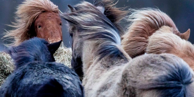 Iceland horses stand together in a strong storm in their stud in Wehrheim near Frankfurt, Germany, Sunday, Feb. 9, 2020.