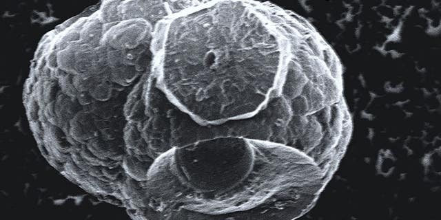 Scientists have called this image of a microhabitat that grew in methane hydrate the 'Death Star' - it grew from microbial activity at very cold temperatures, far underwater.