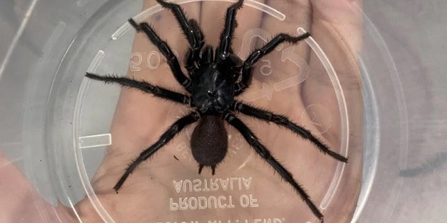 (Credit: Australian Reptile Park)