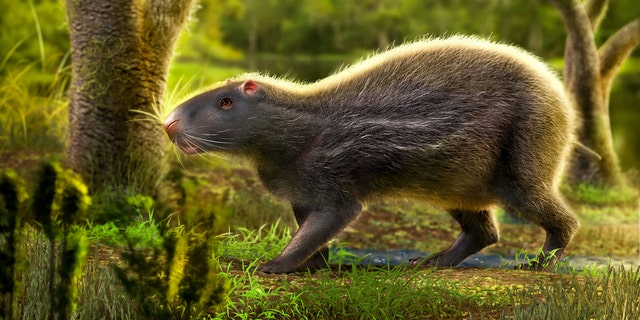 A giant prehistoric rat as big as a human that lived in the Amazon rainforest 10 million years ago has been unearthed by scientists. (Credit: SWNS)