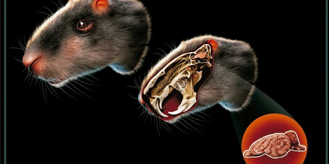 Neoepiblema acreensis had two huge curved incisor teeth for gnawing nuts and prey. (Credit: SWNS)