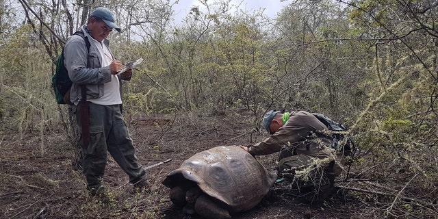 In this Jan. 25, 2020 photo released by Galapagos National Park shows park workers inspecting a tortoise near Wolf Volcano on Galapagos Islands, Ecuador. The National Park announced on Friday, Jan. 31, 2020 that an expedition to the foothills of the highest active volcano in the Galapagos Islands located a young female tortoise and she is a direct descendant of a giant tortoise species considered extinct. (Tui De Roy/Galapagos National Park via AP)