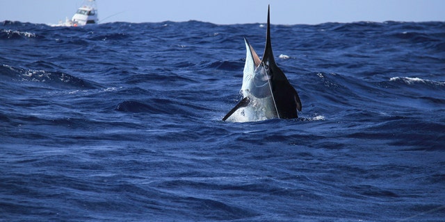 “Marlin are notorious for fighting so hard and for so long that they die of exhaustion. It’s quite common, even when the angler intends to release the fish unharmed,” fisherman Robert Field said.