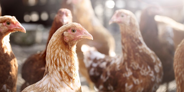 The outbreak of bird flu was reported at a farm near the epicenter of the coronavirus outbreak in China. (iStock)