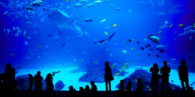 Families enjoy the views at the largest aquarium in the world in Atlanta, Georgia.
