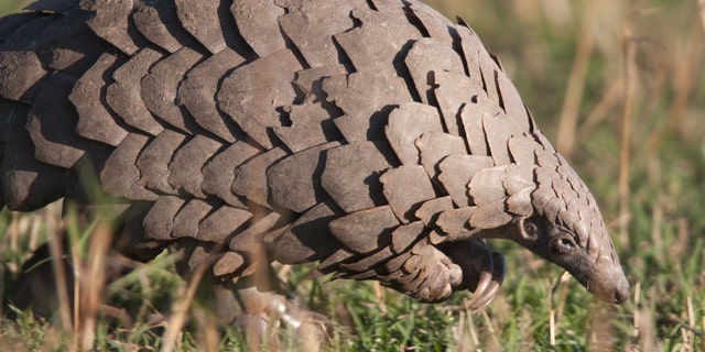 A very rare close up of a wild Pangolin, taken in the Masai Mara, Kenya