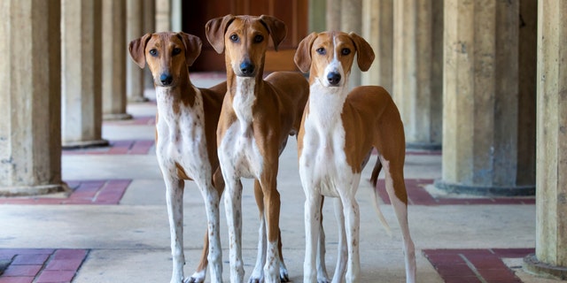 Pictured are three young Azawakh dogs. The breed will compete for the first time ever at theWestminster Kennel Club Dog Show in New York City this year.