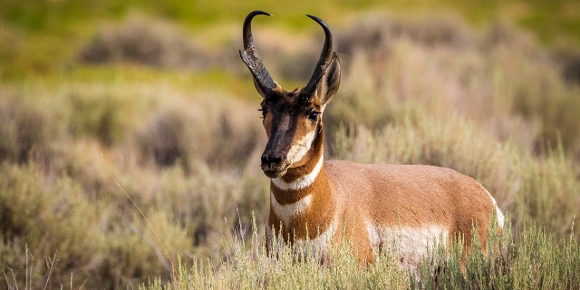 Idaho Fish and Game said the train hit over pronghorn 60 on Monday, killing dozens of them.