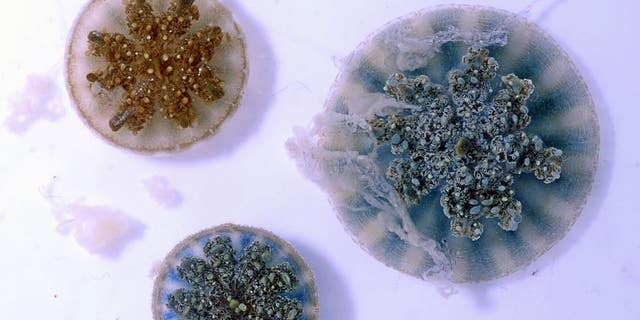 Mucus produced by these jellyfish can be seen floating above their frilly arms.