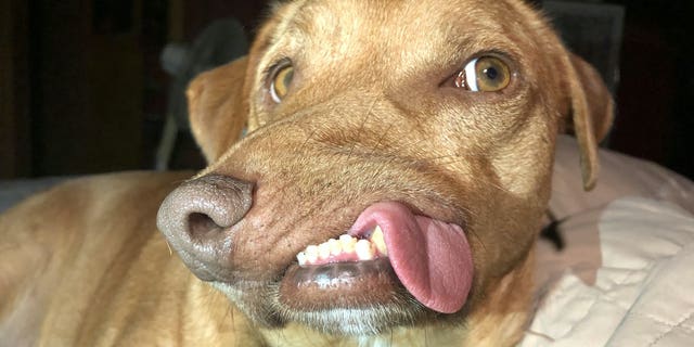 Dog with 'wonky' face named Picasso thriving in new home, owner says ...