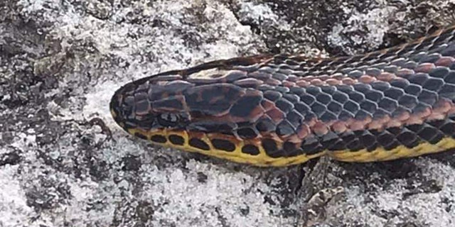 Rainbow snakes are known as much for their coloring as they mysterious habits.