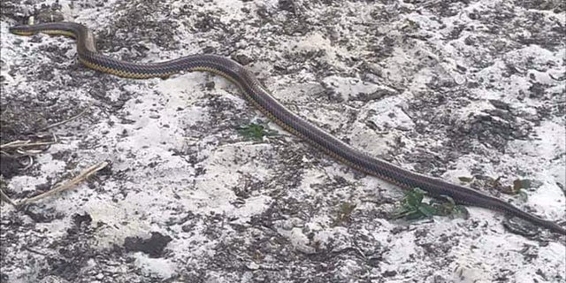 Elusive rainbow snake spotted in Florida national forest for first time ...