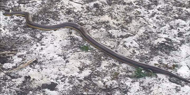 One theory of why this rainbow snake made a rare appearance on land is because it was forced from its normal habitat at a nearby reservoir.