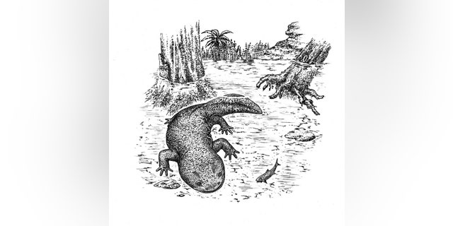 A group of Russian and German palaeontologists have described a previously unknown genus and species of prehistoric salamanders. The new amphibian is named Egoria malashichevi -- in honor of Yegor Malashichev a talented scientist and associate professor of the Department of Vertebrate Zoology at St Petersburg University, who passed away at the end of 2018. (Credit: SWNS)