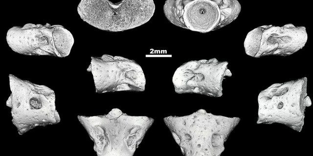 Four fossilized back bones - including the atlas at the top of the spine that allows the head to nod - were dug up at an animal graveyard called Berezovsky quarry. They were so well preserved the international team were able to create 3-D reconstructions of its skeleton. (Credit: SWNS)
