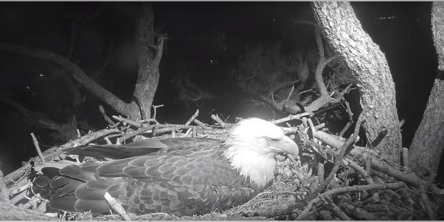 A Livestream taken of the birds on Sunday night showed Jackie still patiently resting on her eggs.