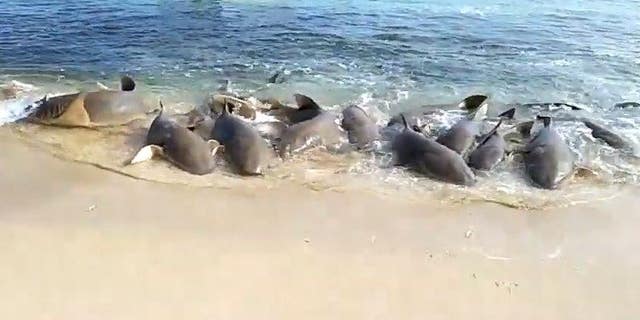 Une vidéo capturée par William Bero montre des requins en train de danser sur la plage.