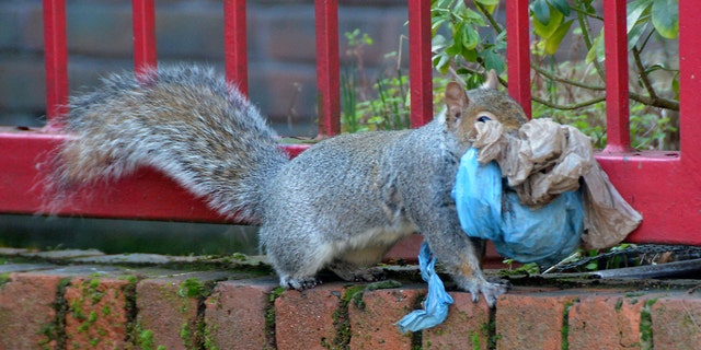 These pictures are believed to be the first evidence of a new phenomenon - of squirrels using plastic bags to build a nest. (Credit: SWNS)