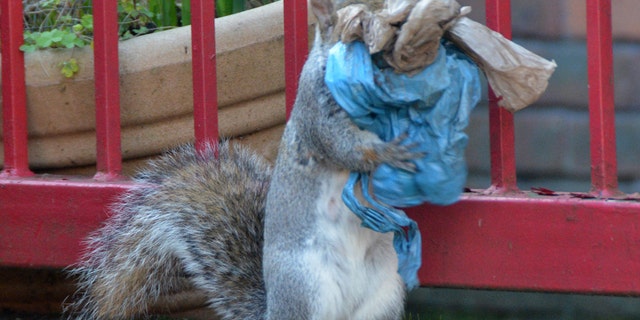 The rodent is seen on its hind legs seemingly struggling under the bulk of the bags it is carrying in its two forelimbs. It can barely see where it is going through the plastic scraps it is carrying - before transferring them into its jaws and scurrying off. (Credit: SWNS)