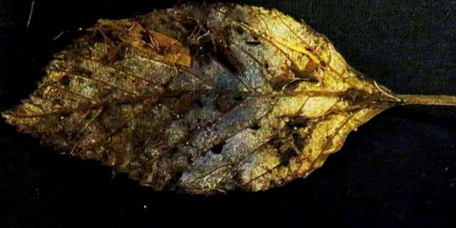 A perfectly well-preserved leaves(see above), fell from an elm 6,000 years ago have been found intact.