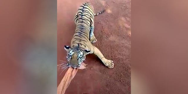 A driver and tour guide were both reportedly fired after a tense encounter with a tiger during a safari in India.