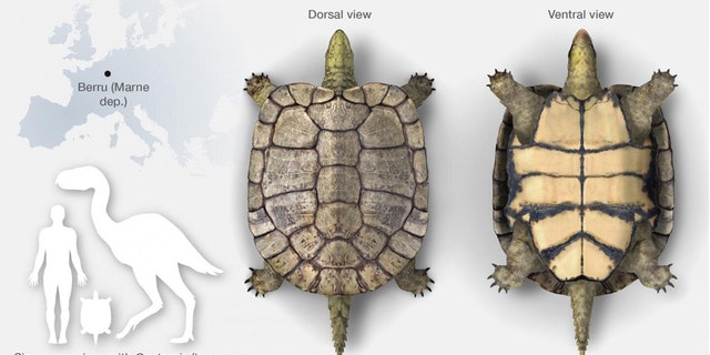 Laurasichersis relicta, an extinct turtle genus and species that corresponds to a new form. Credit: José Antonio Peñas, SINC)