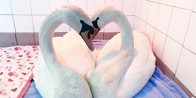 This is the moment two swans in a rescue center bowed their heads together – and their necks perfectly formed the shape of a love heart. (Credit: SWNS)