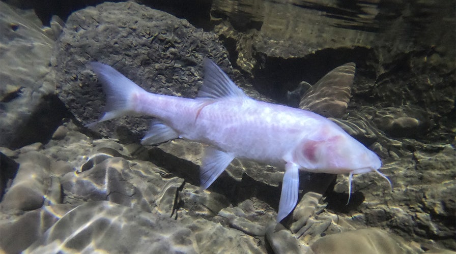 World's largest subterranean fish discovered in Indian cave – and it's blind | Fox News World's largest subterranean fish discovered in Indian cave – and it's blind | Fox News