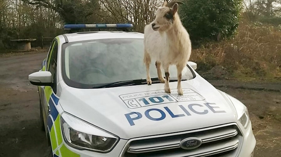 Cheeky goat hops onto hood of police car cops snap bizarre photo