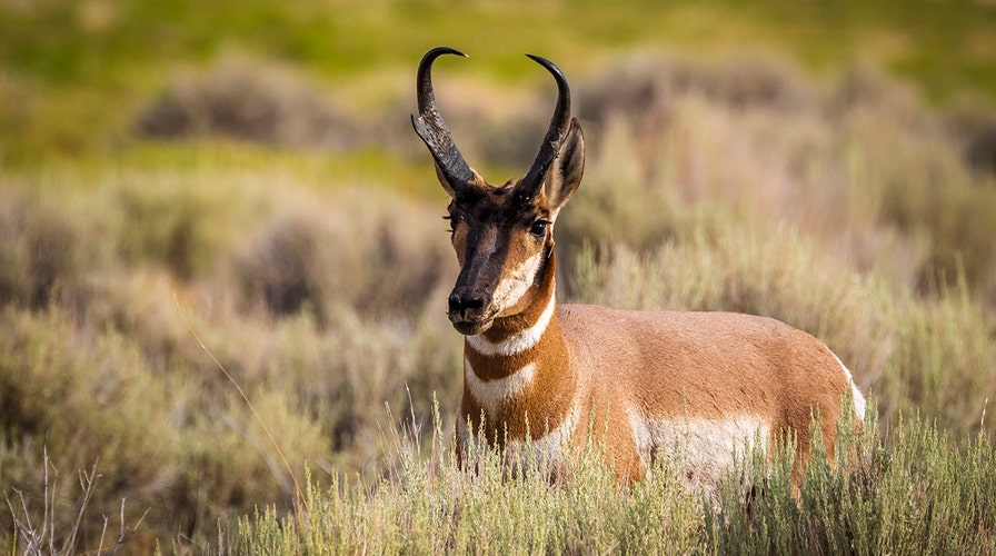 Train collides with pronghorn herd in Idaho, killing dozens after deep snow diverts animals to railroad tracks | Fox News Train collides with pronghorn herd in Idaho, killing dozens after deep snow diverts animals to railroad tracks | Fox News