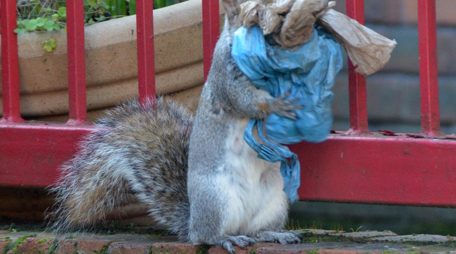 Squirrel bags new arrivals