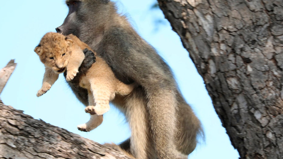 puma survey monkey
