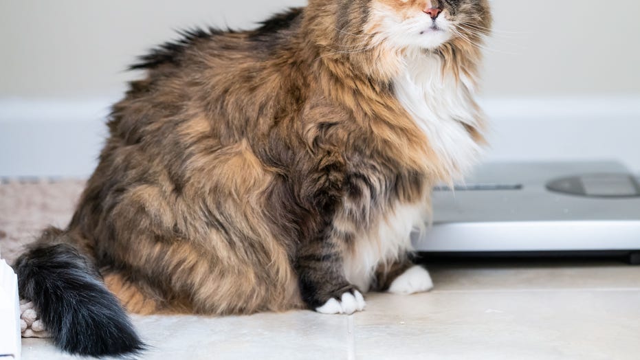 how to help my cat lose weight