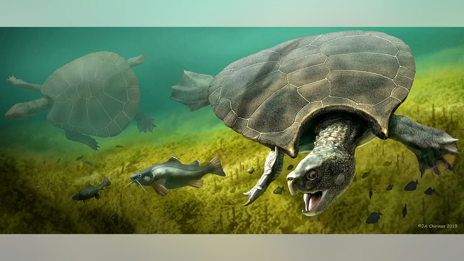 10m Year Old Turtle Had 8 Foot Long Shell And Weighed Nearly 2 500