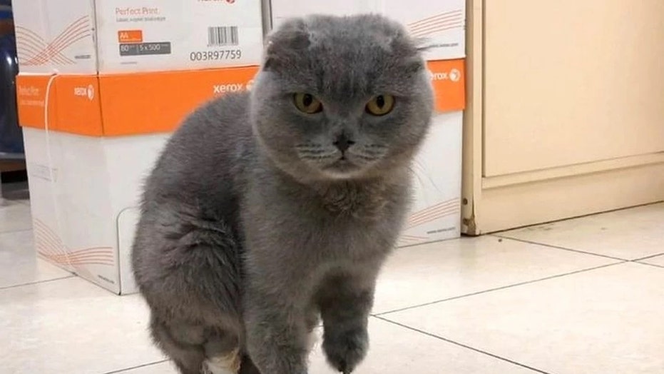 cat with prosthetic paws