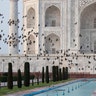 Birds fly past as President Donald Trump, with first lady Melania Trump, tour the Taj Mahal, in Agra, India, Feb. 24, 2020. 