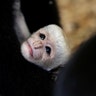 A guereza monkey, Colobus Guereza, holds a newborn baby at the Prague Zoo, Feb. 26 ,2020.