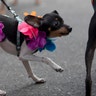 A dog participates in the "Blocao" dog carnival parade along Copacabana beach in Rio de Janeiro, Feb. 16, 2020.