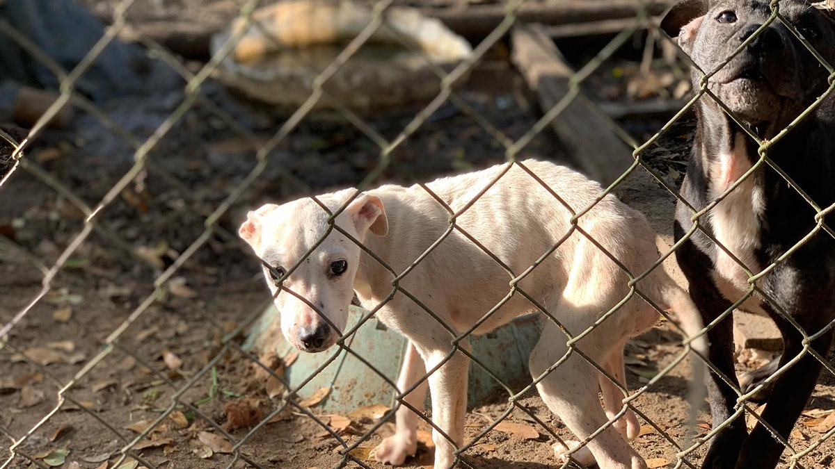 Dogs in deplorable conditions rescued from a home in northern Florida.