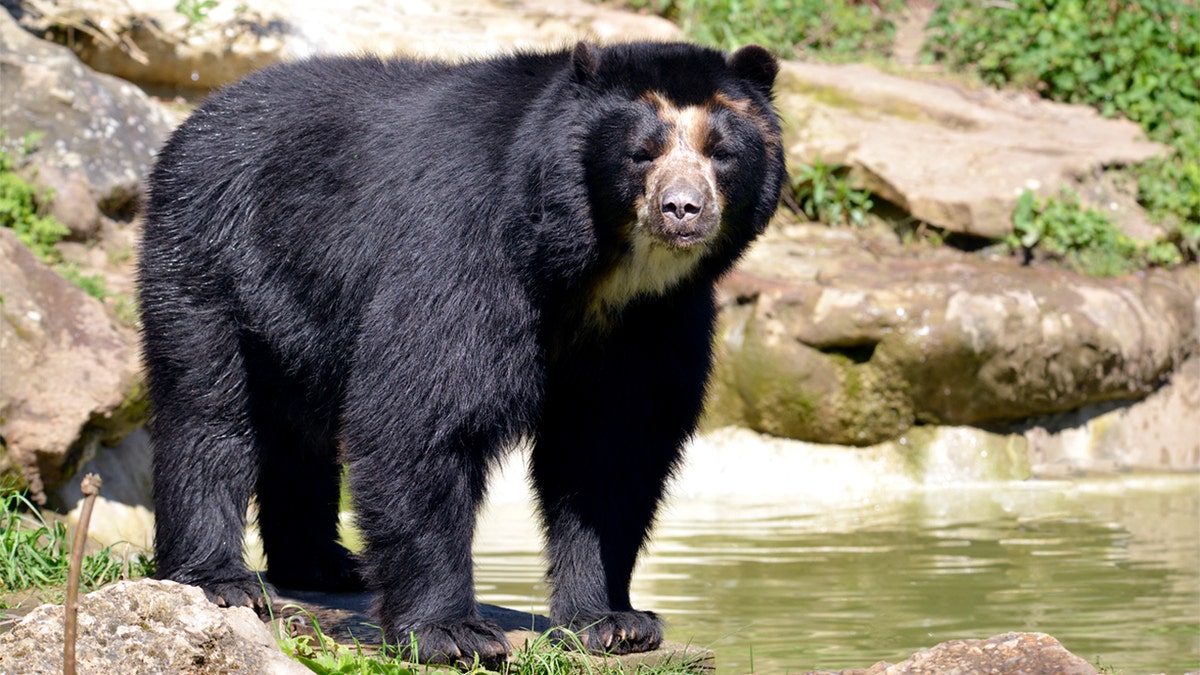 Andean bear (Tremarctos ornatus) standing near pond, also known as the spectacled bear - file photo (iStock)