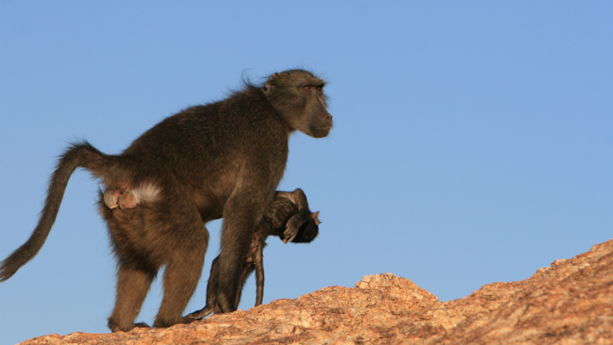 A Namibian chacma baboon with a dead infant.