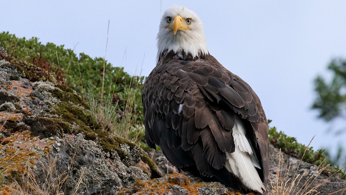 Texas farmer admits killing bald eagle after spreading fields with  poison-laced corn | Fox News