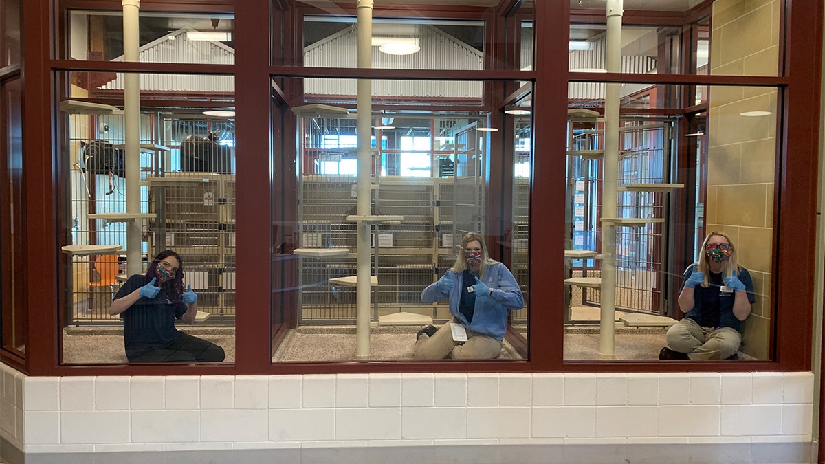 Animal rescuers pose wearing protective equipment at the Humane Society of the Pikes Peak Region's empty Cat Adoption Center following a wave of pet adoptions. (Courtesy: The Humane Society of the Pikes Peak Region)