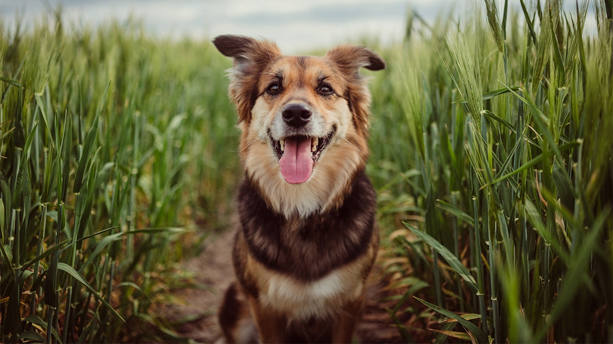 dog in grass