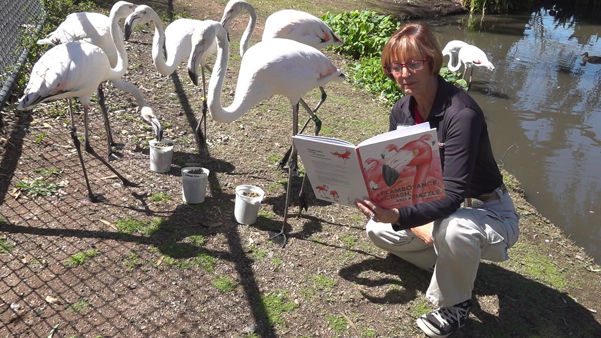 Senior guide and author Susan Stoltz reads 'A Flamboyance, a Crash and a Dazzle' story book to the Flamingos (Stephanie Bennett/Fox News).