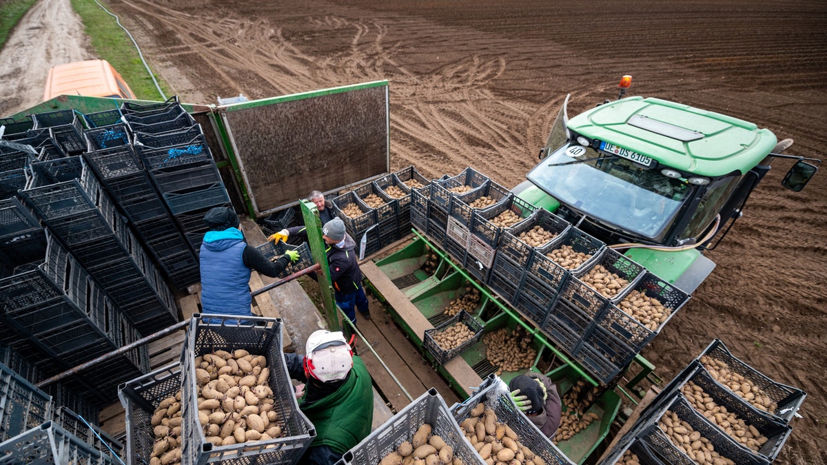 Workers fill a planter with early potatoes of the Annabelle variety in Germany.?